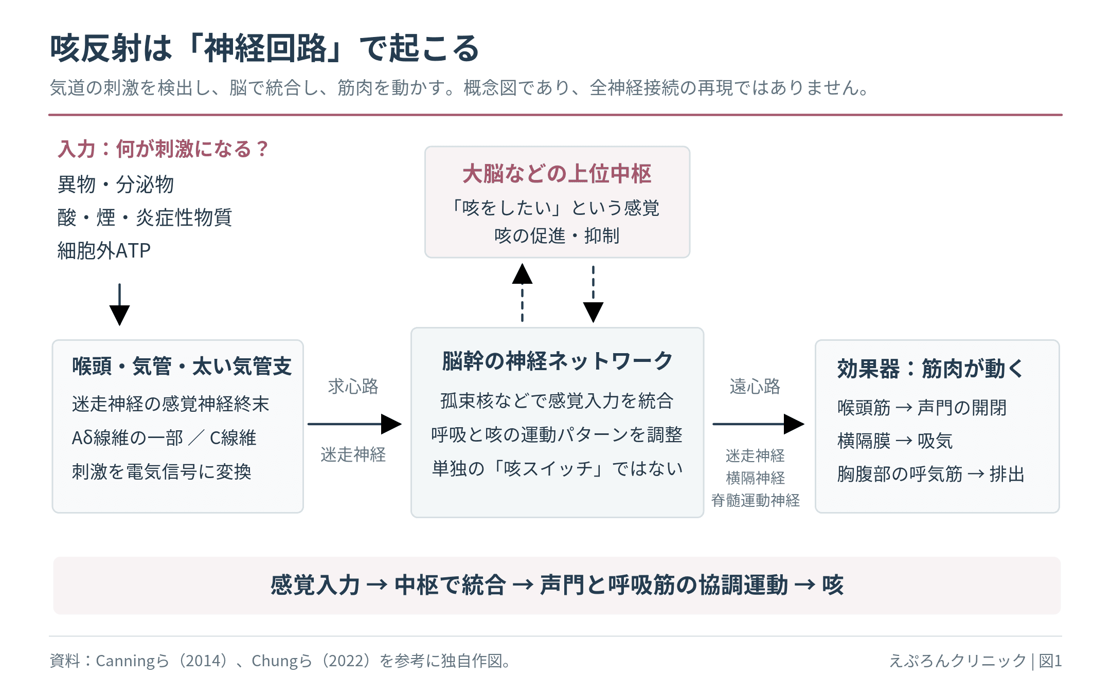 気道の刺激から迷走神経の求心路、脳幹と大脳、遠心路を経て喉頭筋・横隔膜・呼気筋が動く咳反射の神経回路。