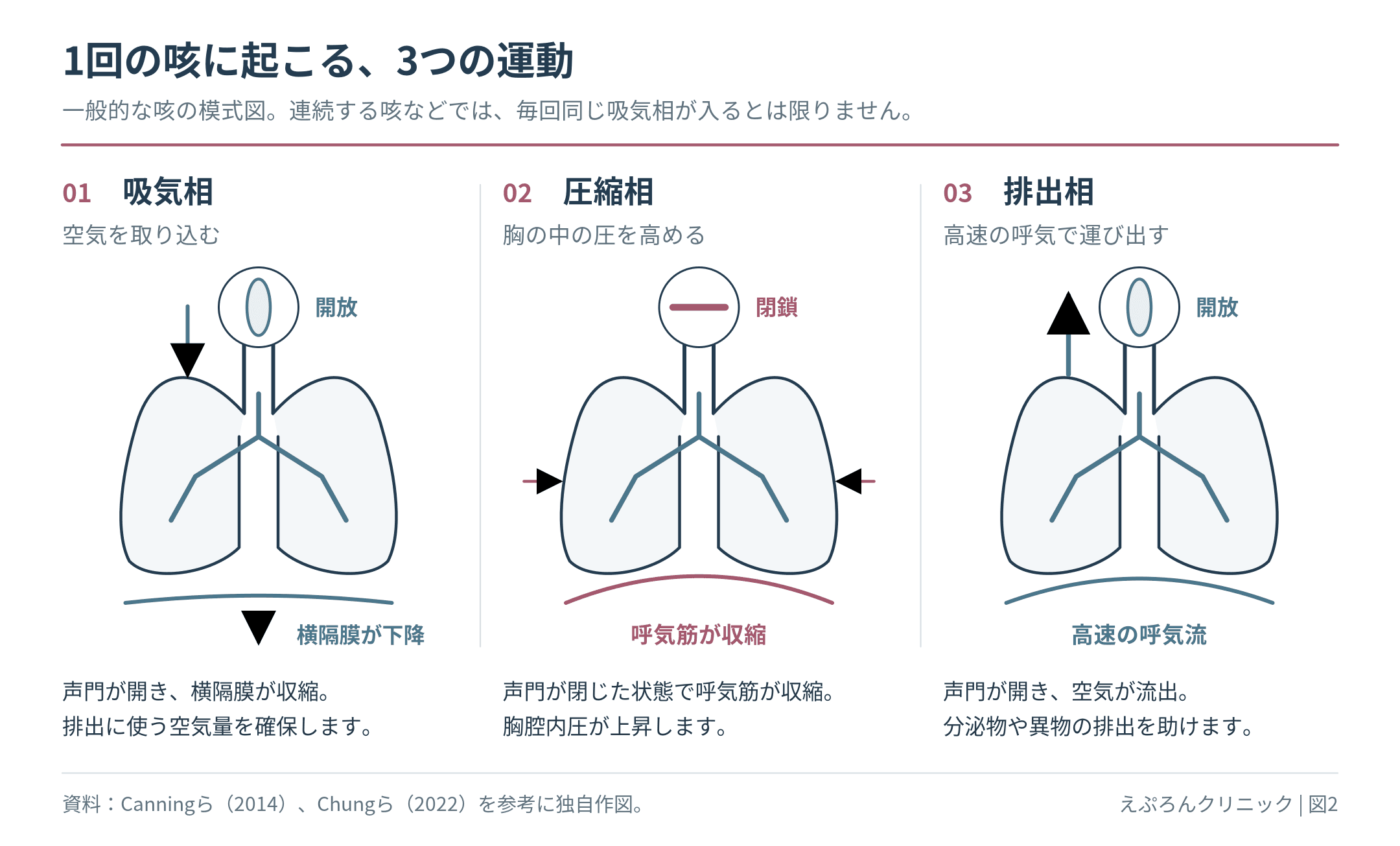 吸気相では声門が開き横隔膜が下降し、圧縮相では声門が閉じ胸腔内圧が上がり、排出相では声門が開いて高速の呼気が生じる。