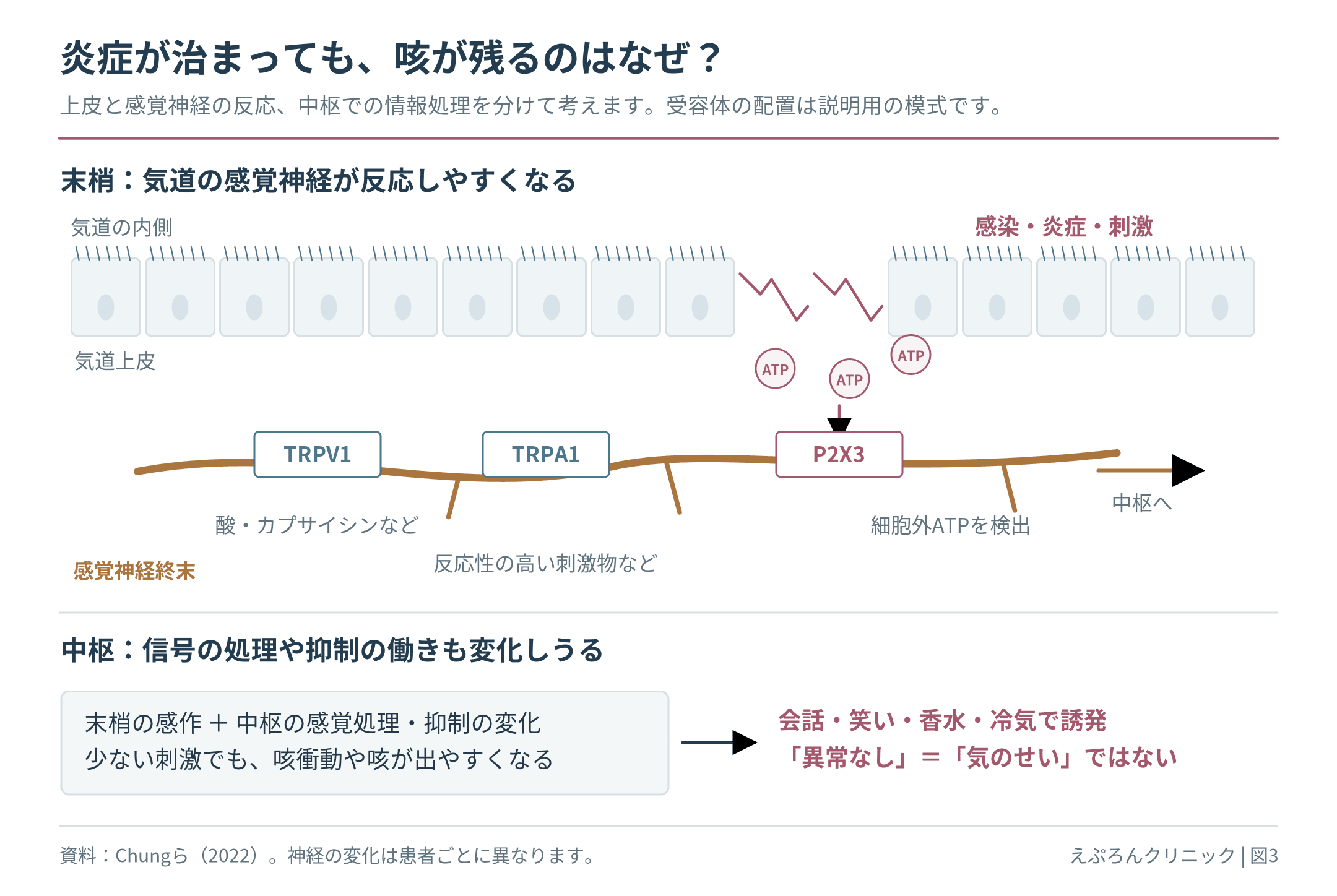 気道上皮への刺激や障害で放出されたATPなどが感覚神経へ働き、末梢感作と中枢での処理変化によって弱い刺激でも咳が出やすくなる概念図。