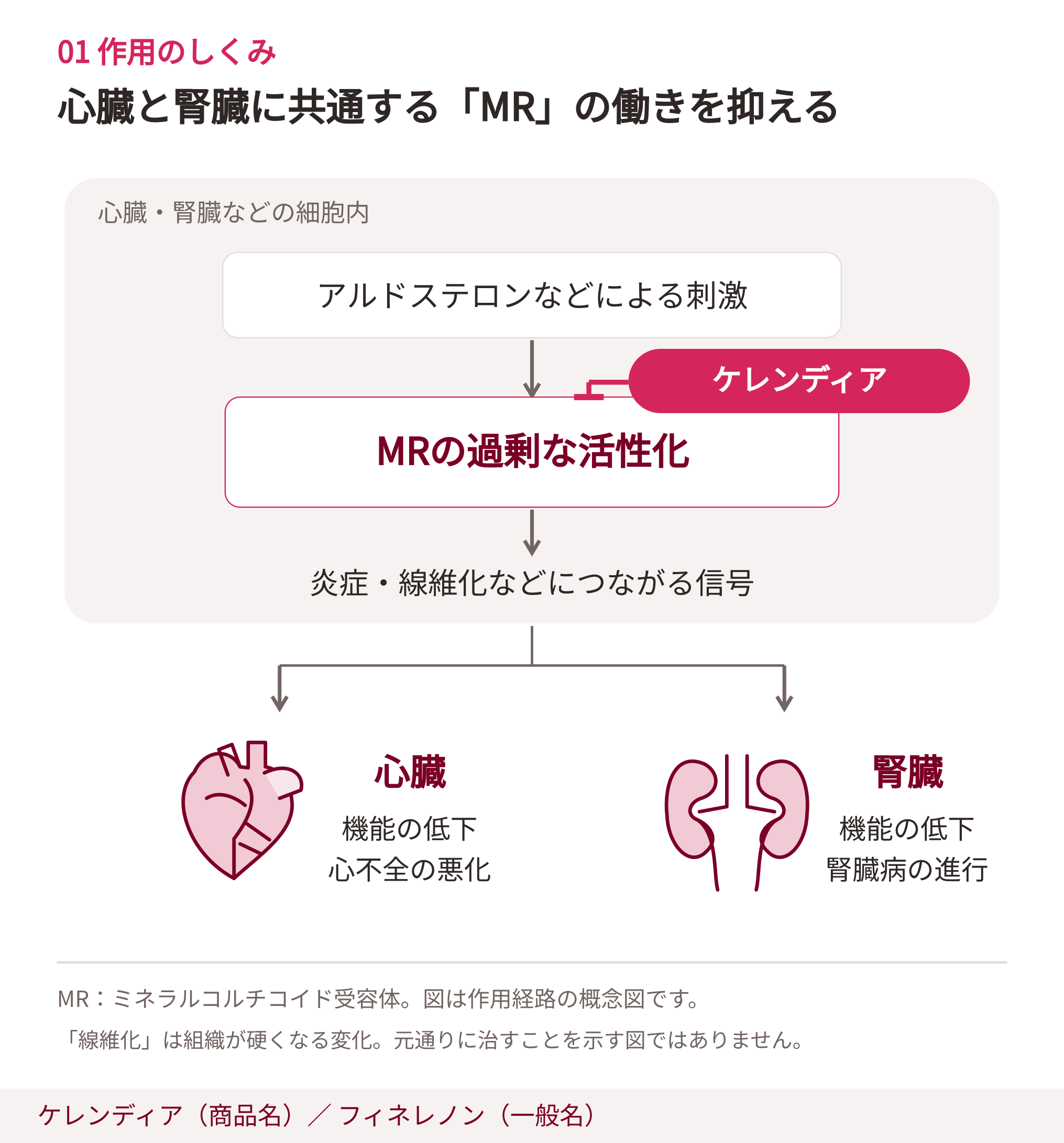 細胞内のMRにフィネレノンが作用し、心臓と腎臓の炎症・線維化に関わる信号を抑える模式図